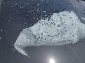 1FMCU9G65LU****** Repairable 2020 Ford Escape