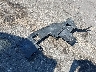 3CZRE48579G****** Wrecked 2009 Honda CR-V in Illinois State
