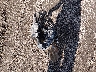 1GNKVHKD2HJ****** Wrecked 2017 Chevrolet Traverse in Nebraska State