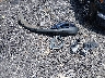 5XYPG4A30GG****** Wrecked 2016 Kia Sorento in South Carolina State