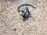 5N1DR3BC5NC****** Wrecked 2022 Nissan Pathfinder in Wisconsin State