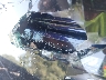 5TDGZRAH8MS****** Used 2021 Toyota Highlander in Atlanta South