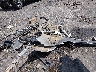SHHFK7H97JU****** Wrecked 2018 Honda Civic in Mississippi State