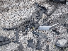 KM8JEDD14SU****** Salvage and Wrecked 2025 Hyundai Tucson Hybrid in Gulf Coast