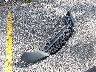 WVGTV7AX5HK****** Wrecked 2017 Volkswagen Tiguan in Florida State