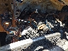 2GCEC130671****** Repairable 2007 Chevrolet Silverado 1500 in Austin