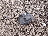 1C4PJMCB2HW****** Wrecked 2017 Jeep Cherokee in Ohio State