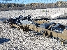 1GC4YREY0PF****** Salvage and Repairable 2023 Chevrolet Silverado 2500 HD in California State