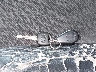 5TDXK3DC9CS****** Salvamento 2012 Toyota Sienna en Estado de Nueva York