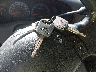 2FTRX17W9XC****** Salvamento 1999 Ford F-150 en Estado de Tennessee
