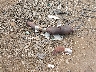JHLRD68412C****** Wrecked 2002 Honda CR-V in Virginia State