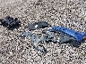 1G1FB1RS8K0****** Wrecked 2019 Chevrolet Camaro in Louisiana State