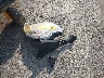 2GNFLGEK7E6****** Destrozados 2014 Chevrolet Equinox en Estado de Virginia