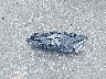 3GNAXHEG7RL****** Salvage 2024 Chevrolet Equinox in Florida State