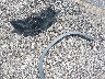 5FNYF5H11HB****** Wrecked 2017 Honda Pilot in South Carolina State