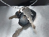 1D7HA18287S****** Salvage 2007 Dodge Ram 1500 in Ohio State