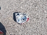 KM8SC73D76U****** Wrecked 2006 Hyundai Santa Fe in New York State