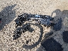 JF2SLDDC7SH****** Wrecked 2025 Subaru Forester in Montana State