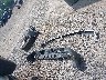 1FMDE8BH1RL****** Destrozados 2024 Ford Bronco en Estado de Ohio