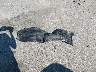 JTHBF30G825****** Wrecked 2002 Lexus ES 300 in Iowa State