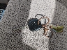 5TDZK23C17S****** Salvage 2007 Toyota Sienna in Arkansas State