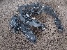 19XFL2H82TE****** Wrecked 2026 Honda Civic in Arizona State
