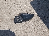 5XXGT4L38LG****** Wrecked 2020 Kia Optima in Kansas State