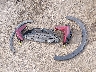 3KPFW4DE0TE****** Repairable 2026 Kia K4