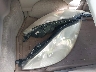 5TDZK23C98S****** Used 2008 Toyota Sienna in Florida State
