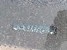 1GKKVRED4BJ****** Wrecked 2011 GMC Acadia in New York State