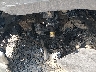 1GCPYBEK9NZ****** Wrecked 2022 Chevrolet Silverado 1500 LTD in Tennessee State