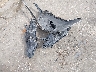 4T1G11AK9PU****** Wrecked 2023 Toyota Camry in Mississippi State