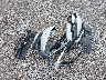 2HGFC4B02GH****** Wrecked 2016 Honda Civic in Missouri State