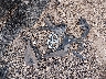 4T1BK3DBXBU****** Wrecked 2011 Toyota Avalon in Ohio State
