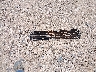 4T1BK46K09U****** Wrecked 2009 Toyota Camry in Texas State