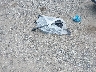 WP0AE2A72JL****** Wrecked 2018 Porsche Panamera in New Jersey State