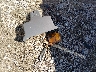 1FTYR44V53P****** Wrecked 2003 Ford Ranger in Tennessee State