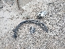 5N1AZ2MH7HN****** Wrecked 2017 Nissan Murano in Illinois State