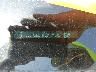3GCPWBEH7LG****** Repairable 2020 Chevrolet Silverado 1500