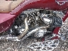 1HD1KB411AB****** Destrozados 2010 Harley-Davidson FLHX en Rec Rides Online Exclusive