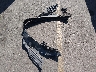 1G1ZC5ST0LF****** Wrecked 2020 Chevrolet Malibu in Utah State