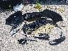 1HGCV3F55NA****** Destrozados 2022 Honda Accord en Estado de Arkansas