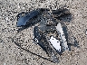 2GNAXTEV3L6****** Salvage 2020 Chevrolet Equinox in Ohio State