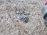 3N1CN8DV1ML****** Repairable 2021 Nissan Versa