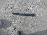 JTDKN3DU2B0****** Wrecked 2011 Toyota Prius in California State