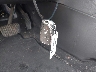 1G1BE5SM7H7****** Salvage 2017 Chevrolet Cruze in Pennsylvania State