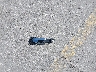 3FAHP0HA7BR****** Destrozados 2011 Ford Fusion en Estado de Texas