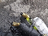 LLPTJLHE9T1****** Wrecked 2026 Zhejiang Scooter in Connecticut State