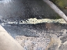 1FUPYCYB9GP****** Wrecked 1986 Freightliner Conventional in Specialty Division