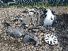 5N1AT2MM5GC****** Salvamento y Destrozados 2016 Nissan Rogue en Columbus